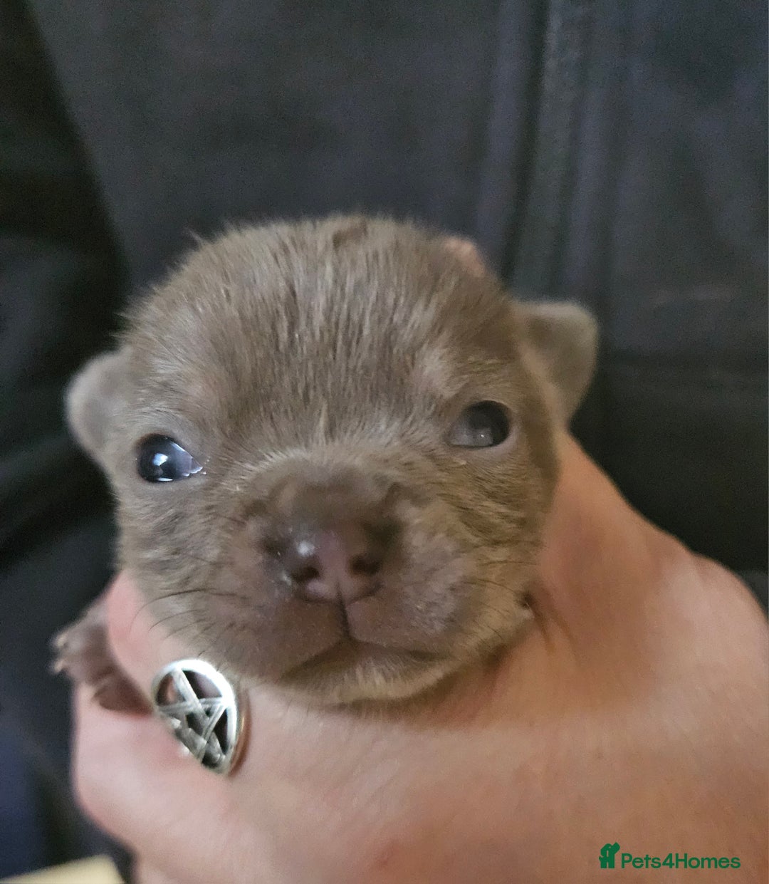 Chihuahua dogs for sale: KC REG Lilac chihuahua puppies - Image 3