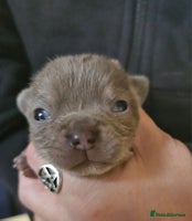 Chihuahua dogs - Advert 7