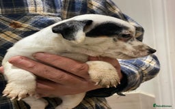 Jack Russell dogs for sale: Jack Russell Boys - Advert 4