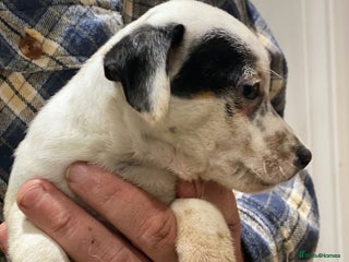 Jack Russell dogs Jack Russell Boys - Advert 11