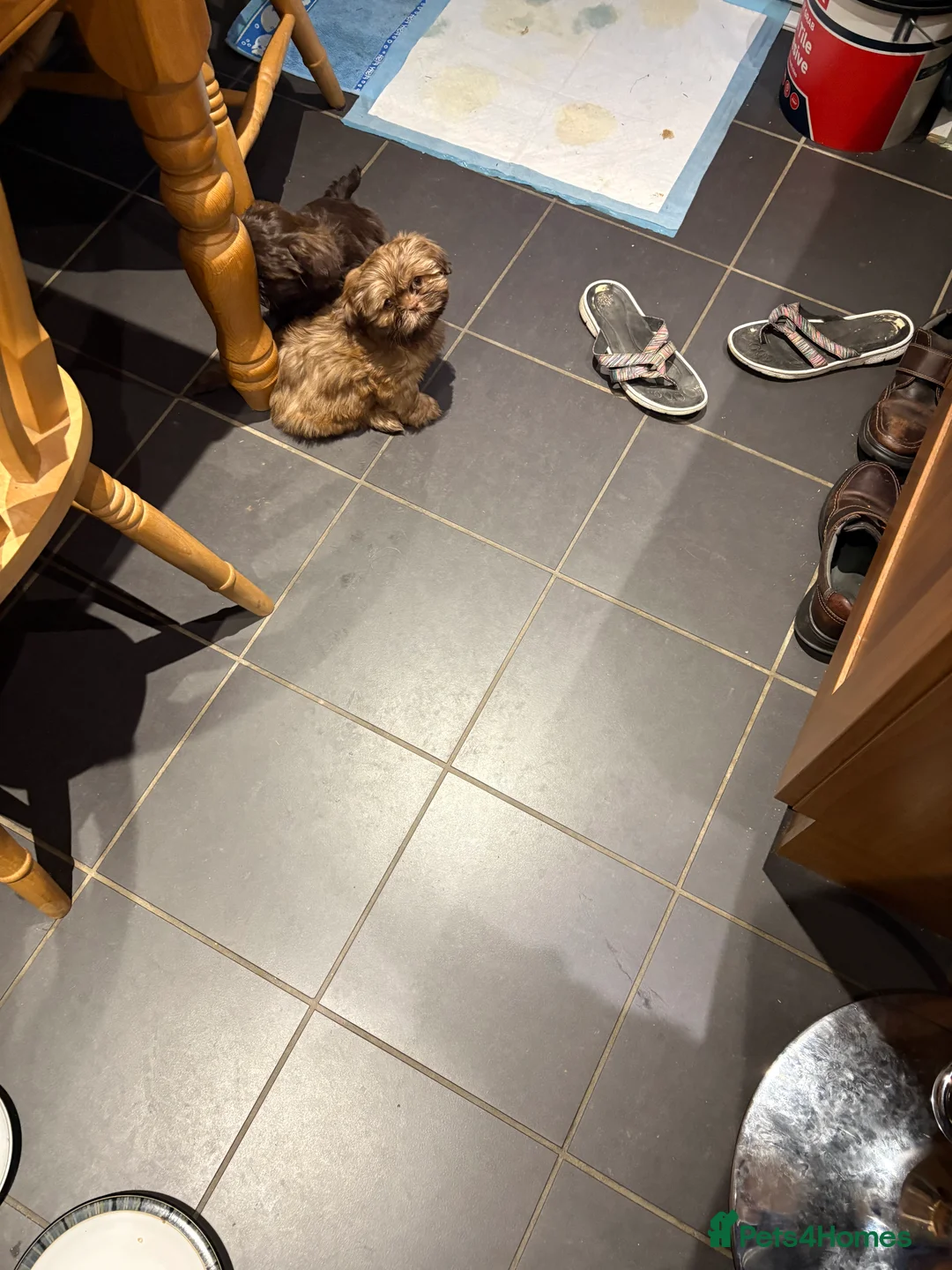 Shih Tzu dogs for sale: ALL SOLD THANK YOU - Advert 5