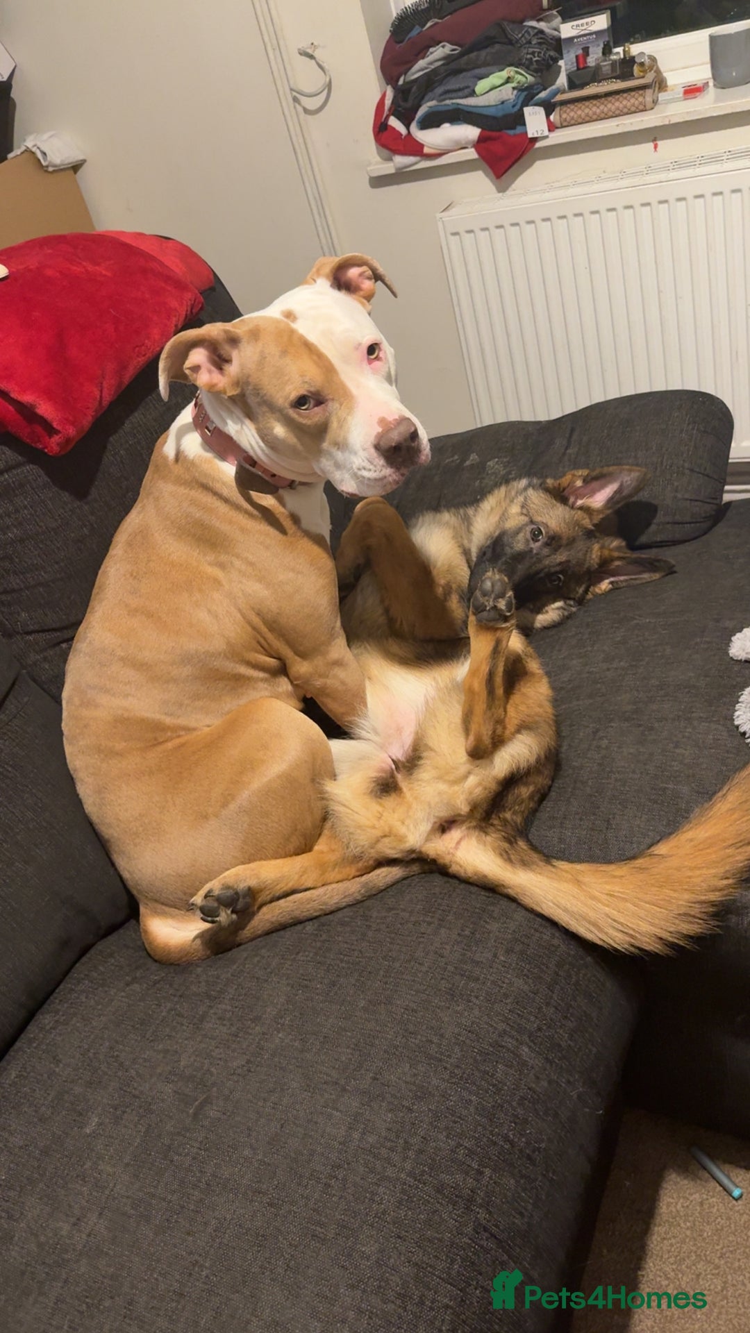 German Shepherd dogs for sale: German shepherd  - Advert 2