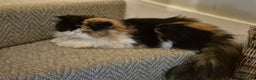 Persian cats for sale: Female Persian - Black Tortie & White - Advert 1