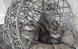 British Shorthair cats for sale: Stunning British Shorthair Kittens For Sale - Image 1