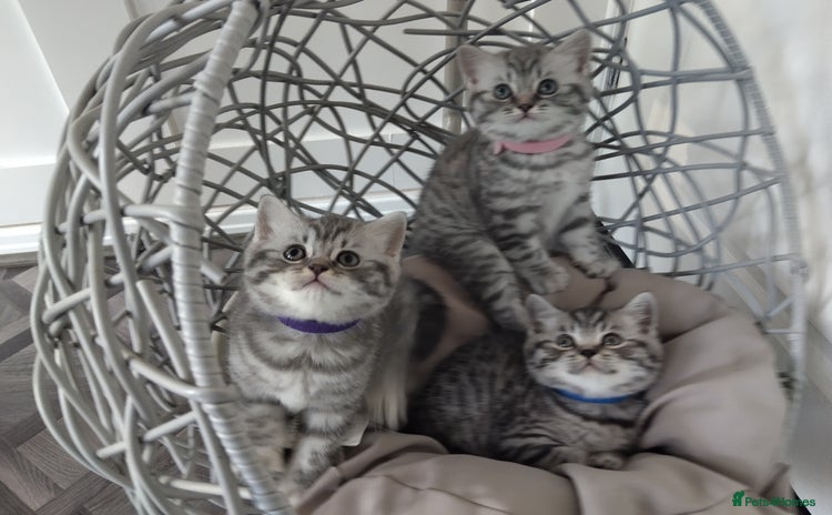 British Shorthair cats - Advert 5