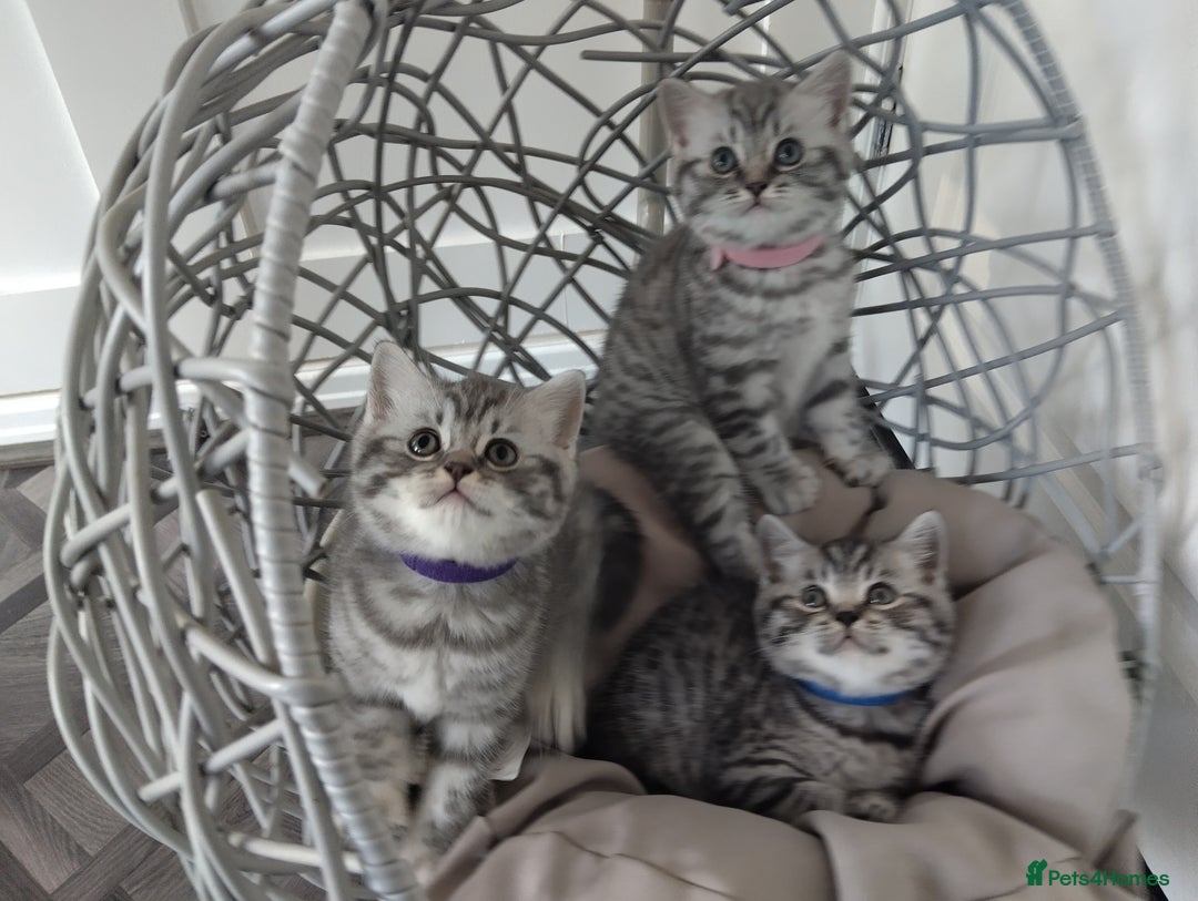 British Shorthair cats for sale: Stunning British Shorthair Kittens For Sale - Image 1