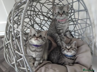 British Shorthair cats - Advert 15