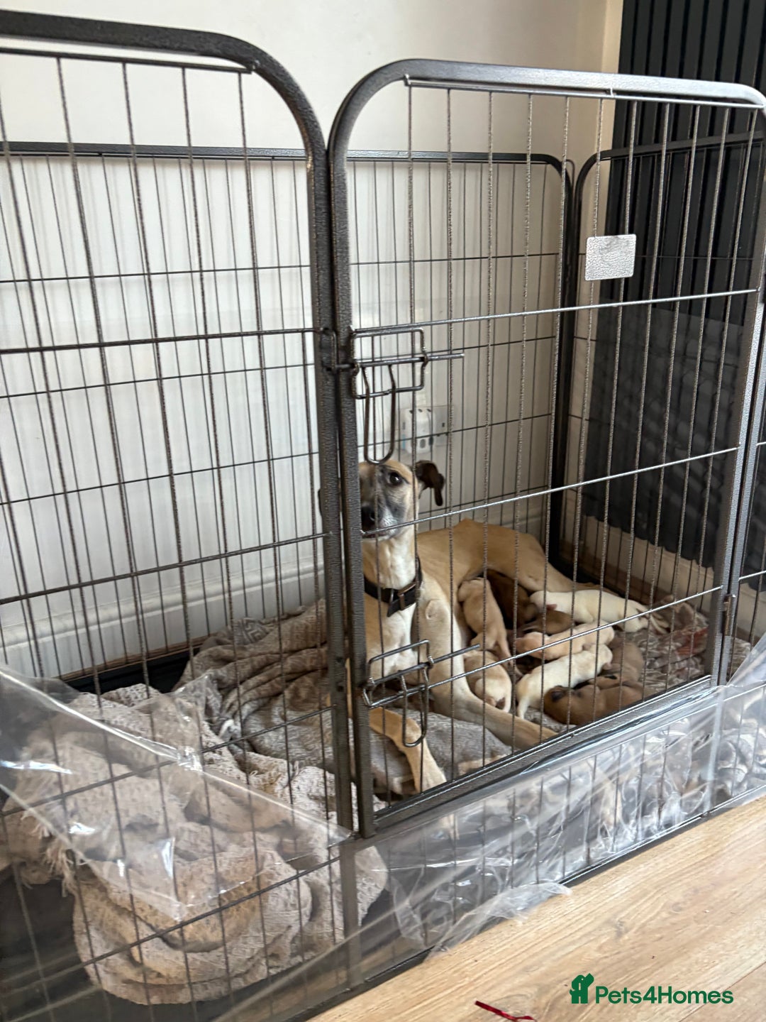 Saluki dogs for sale: PRICE DROP… SALUKI COLLIE BULL GREYHOUNDS - Advert 1