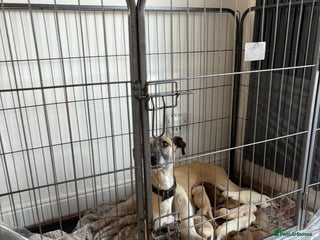 Saluki dogs PRICE DROP… SALUKI COLLIE BULL GREYHOUNDS - Advert 1