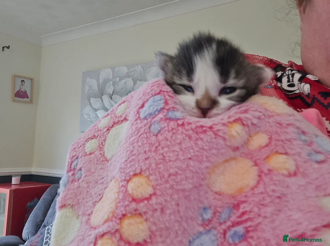 Mixed Breed cats for sale: 4 beautiful kittens 2 males & 2 females  - Advert 4