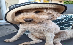 Poochon dogs for stud: Poochon stud. - Image 2