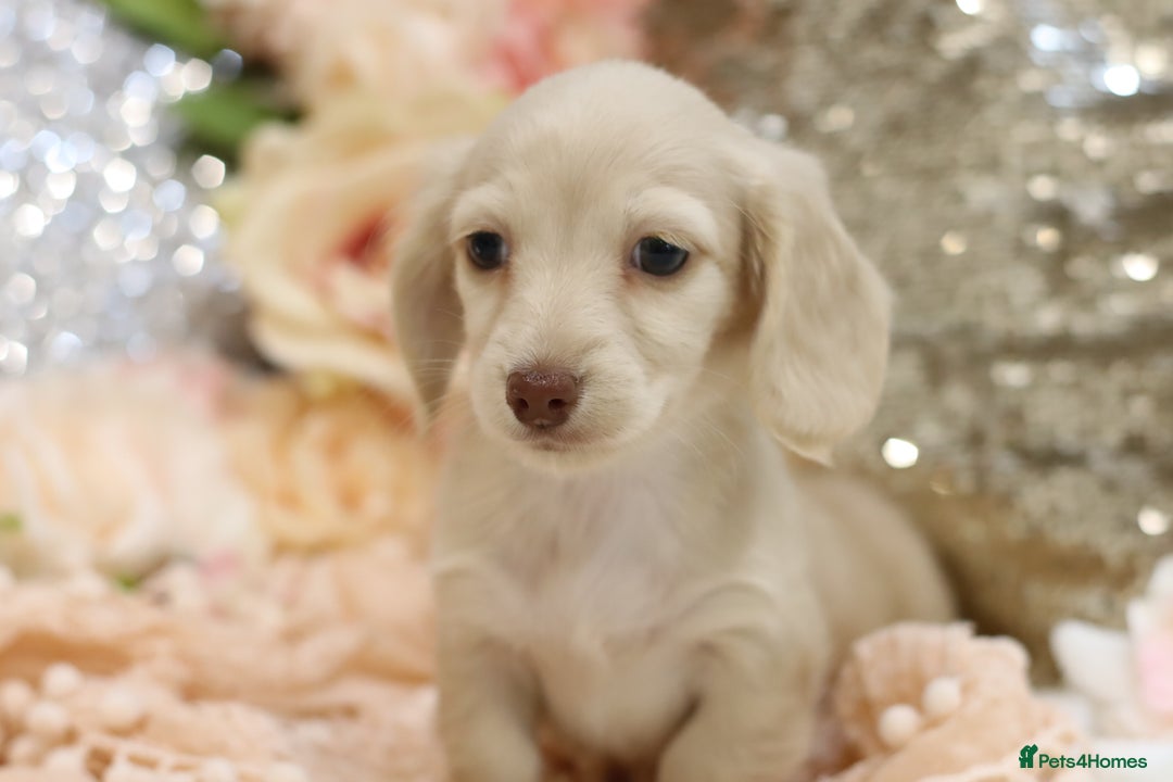 Miniature Dachshund dogs for sale: KC Registered Cream Longhair Puppies - Image 10