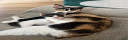 Mixed Breed cats for sale: Stunning calico girl available now - Advert 6