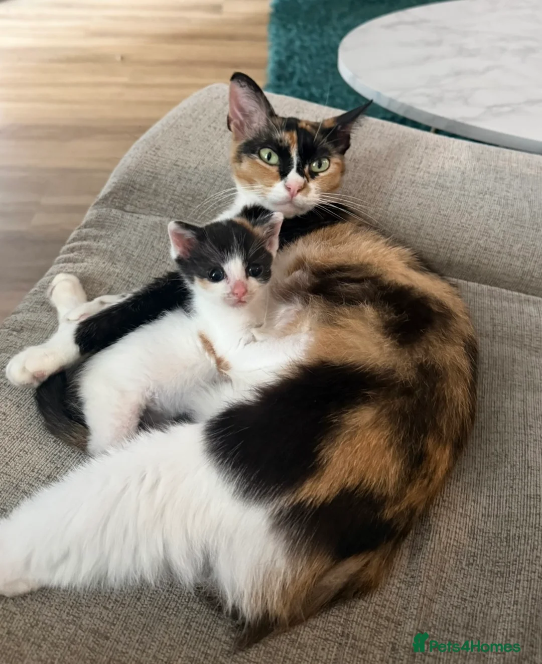Mixed Breed cats for sale: Stunning calico girl available now - Advert 6