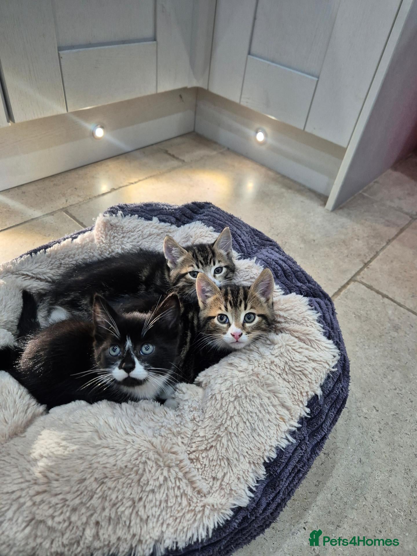 Mixed Breed cats Kittens Ready for loving homes - Advert 7