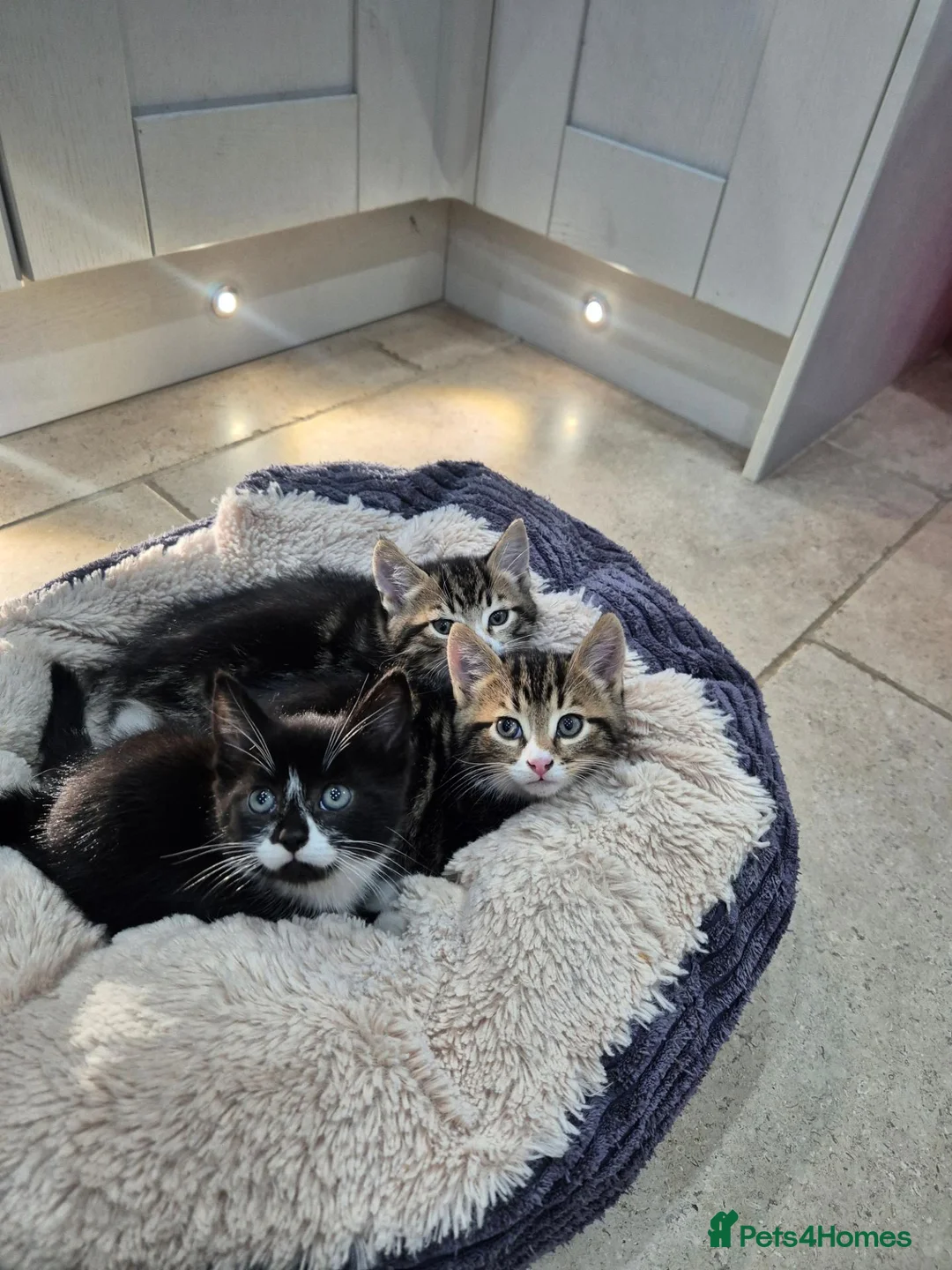 Mixed Breed cats for sale: Kittens Ready for loving homes - Advert 1
