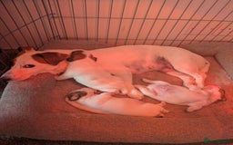 Jack Russell dogs for sale: 3 Jack Russell puppies - Image 12