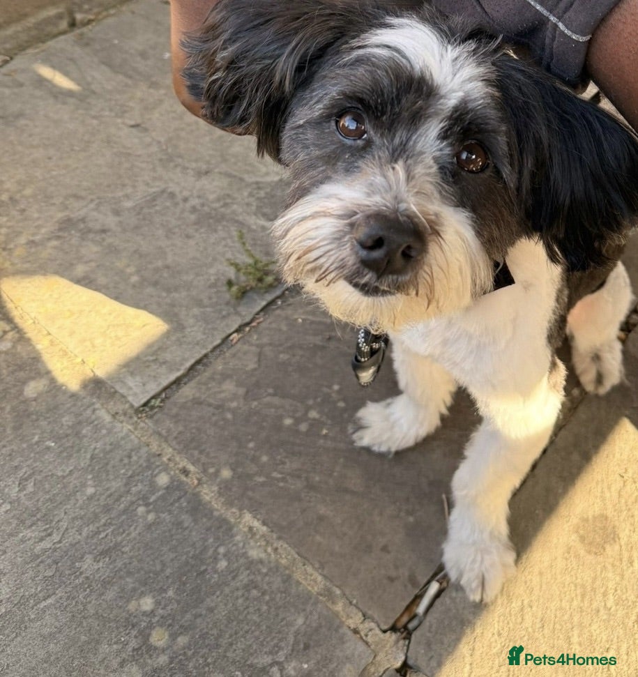 Lhasa Apso dogs Loving, Friendly & Well-Trained Dog Needs New Home - Advert 4