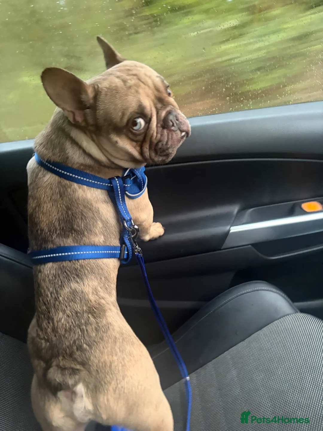 French Bulldog dogs for sale: Beautiful Bleu the French Bulldog - Advert 8