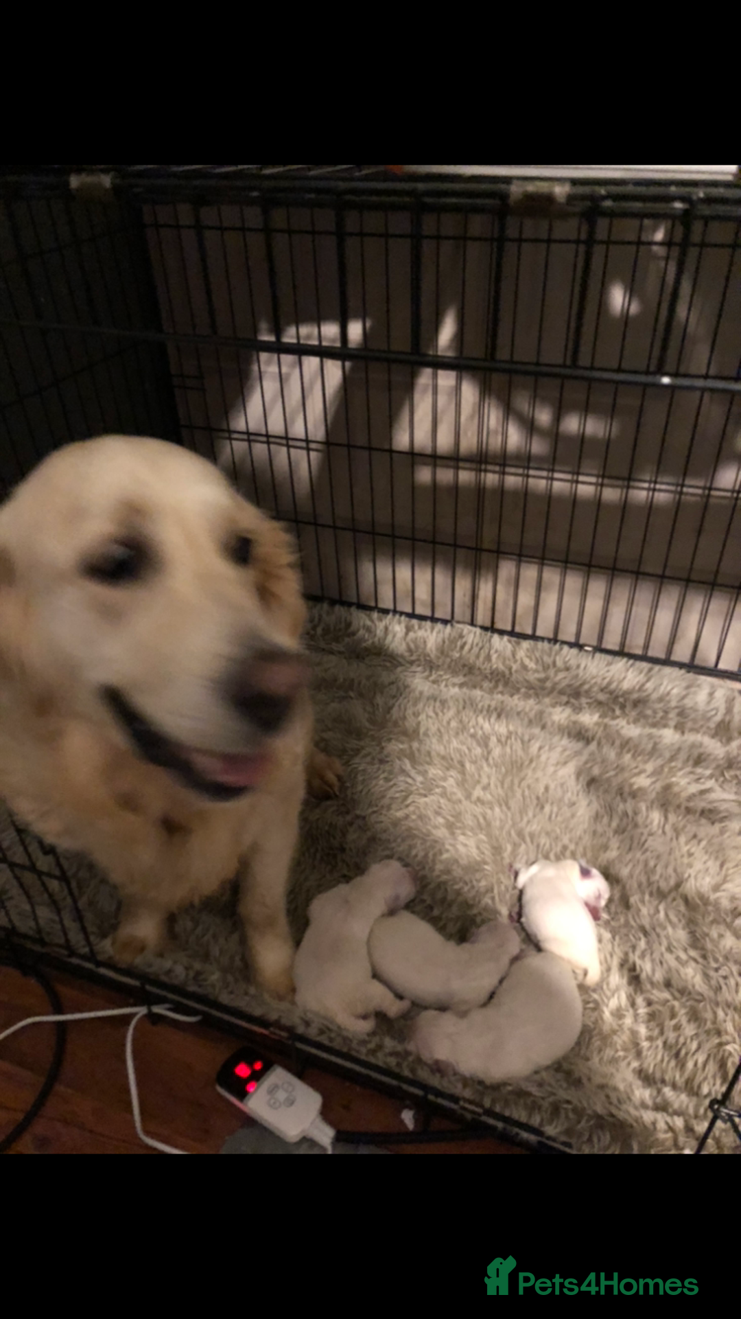 Golden Retriever dogs for sale: Show quality golden retriever puppies  - Advert 12