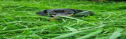 Miniature Dachshund dogs for sale: KC registered black and tan dachshund  - Advert 2
