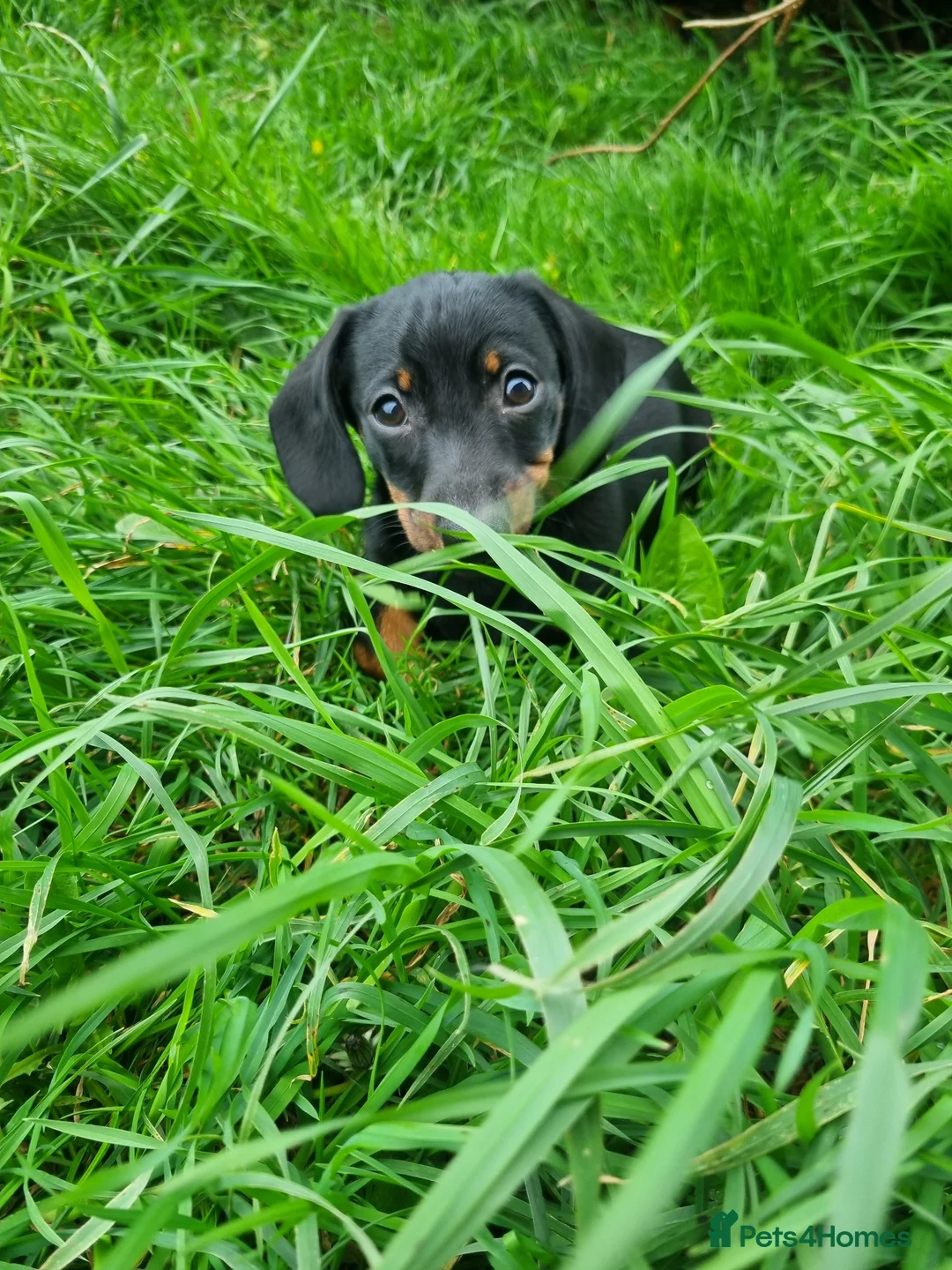 Miniature Dachshund dogs for sale: KC registered black and tan dachshund  - Advert 2