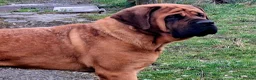 Mastiff dogs for sale: Mastiff puppies  in Galashiels - Advert 19