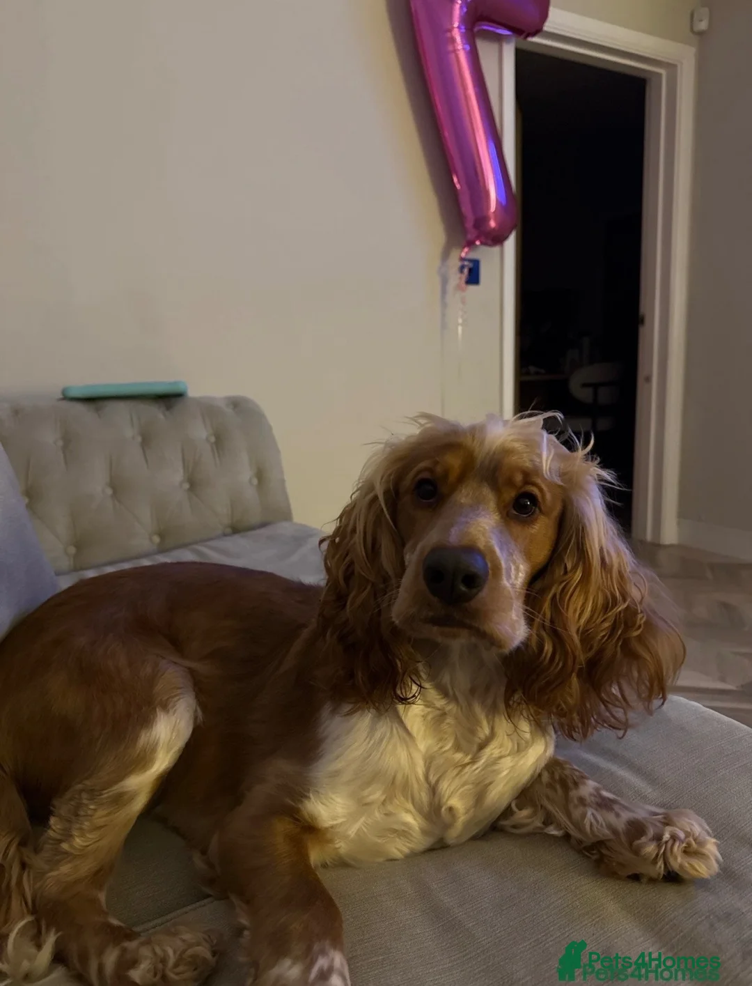 Cocker Spaniel dogs for sale: Cocker spaniel - Advert 2