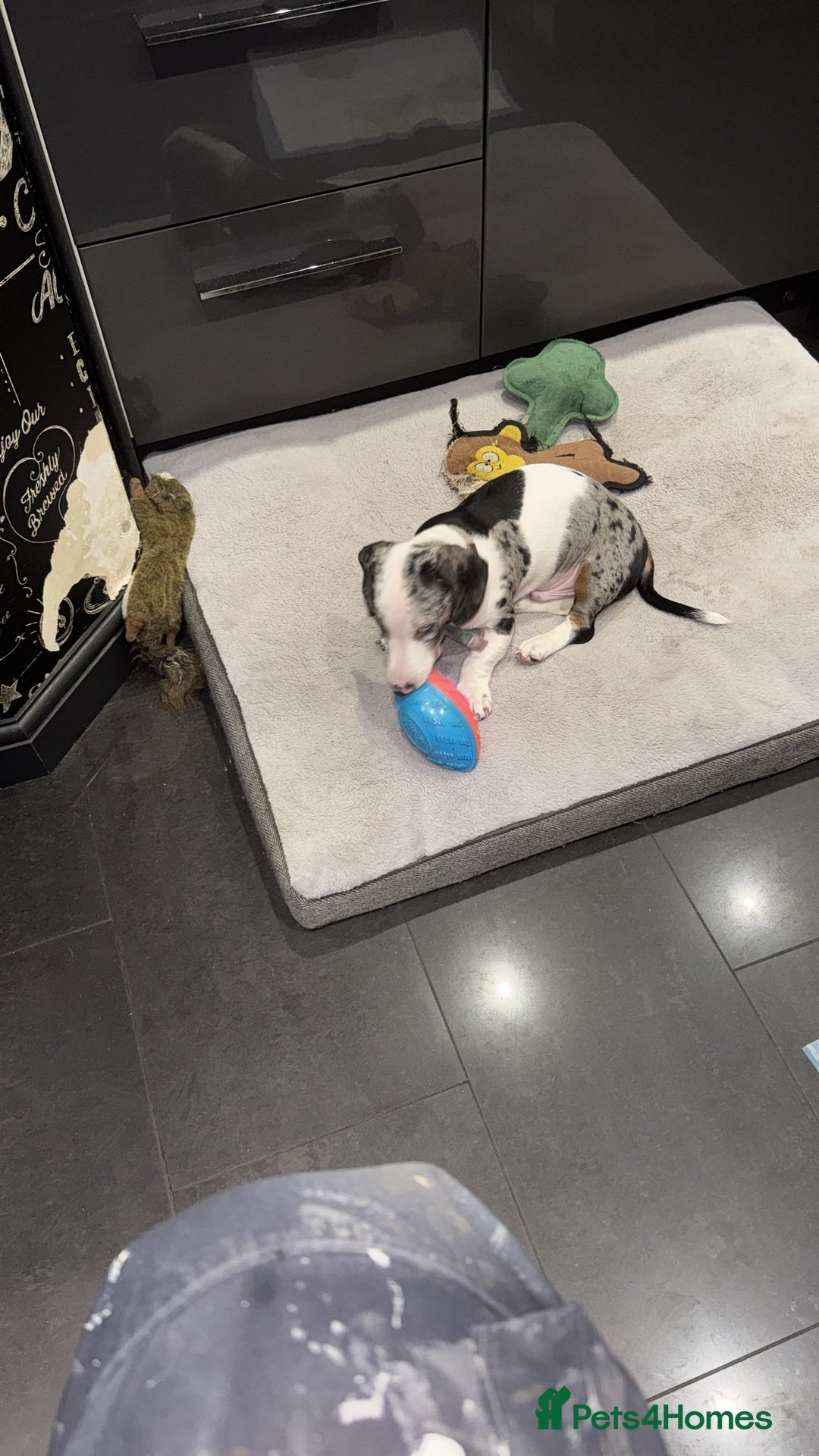 Dachshund dogs for sale: Beautifull puppies  - Advert 27