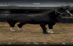 Welsh Section C horses for sale: Handsome Welsh Sec C - Image 3