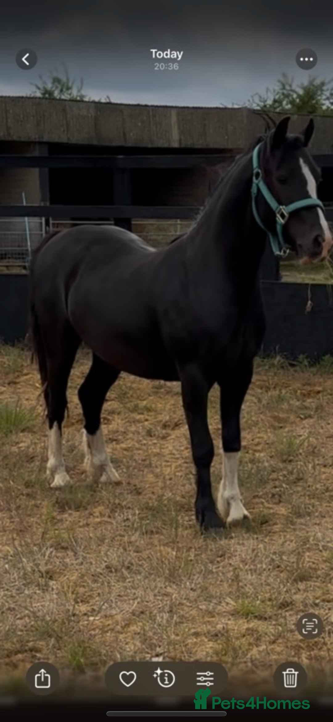 Welsh Section C horses for sale: Handsome Welsh Sec C - Image 3