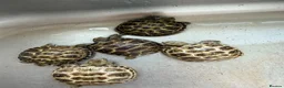 Tortoise reptiles for sale: Horsefield Tortoise - Advert 8