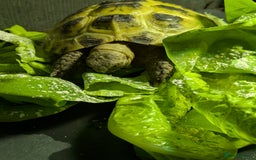 Tortoise reptiles for sale: Horsfield tortoise  - Image 3