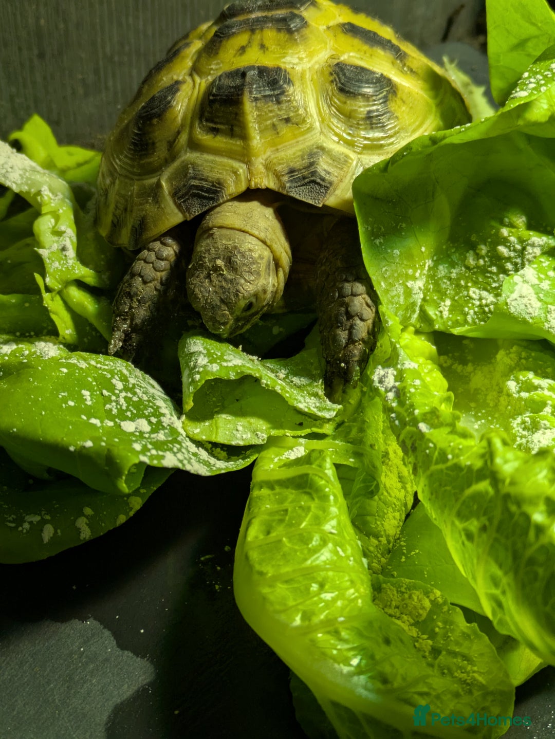 Tortoise reptiles for sale: Horsfield tortoise  - Image 3