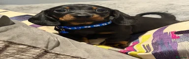 Miniature Dachshund 1