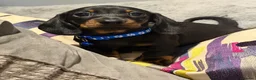 Miniature Dachshund dogs for sale: Stunning kc reg mini smooth pups ready to go  - Advert 17