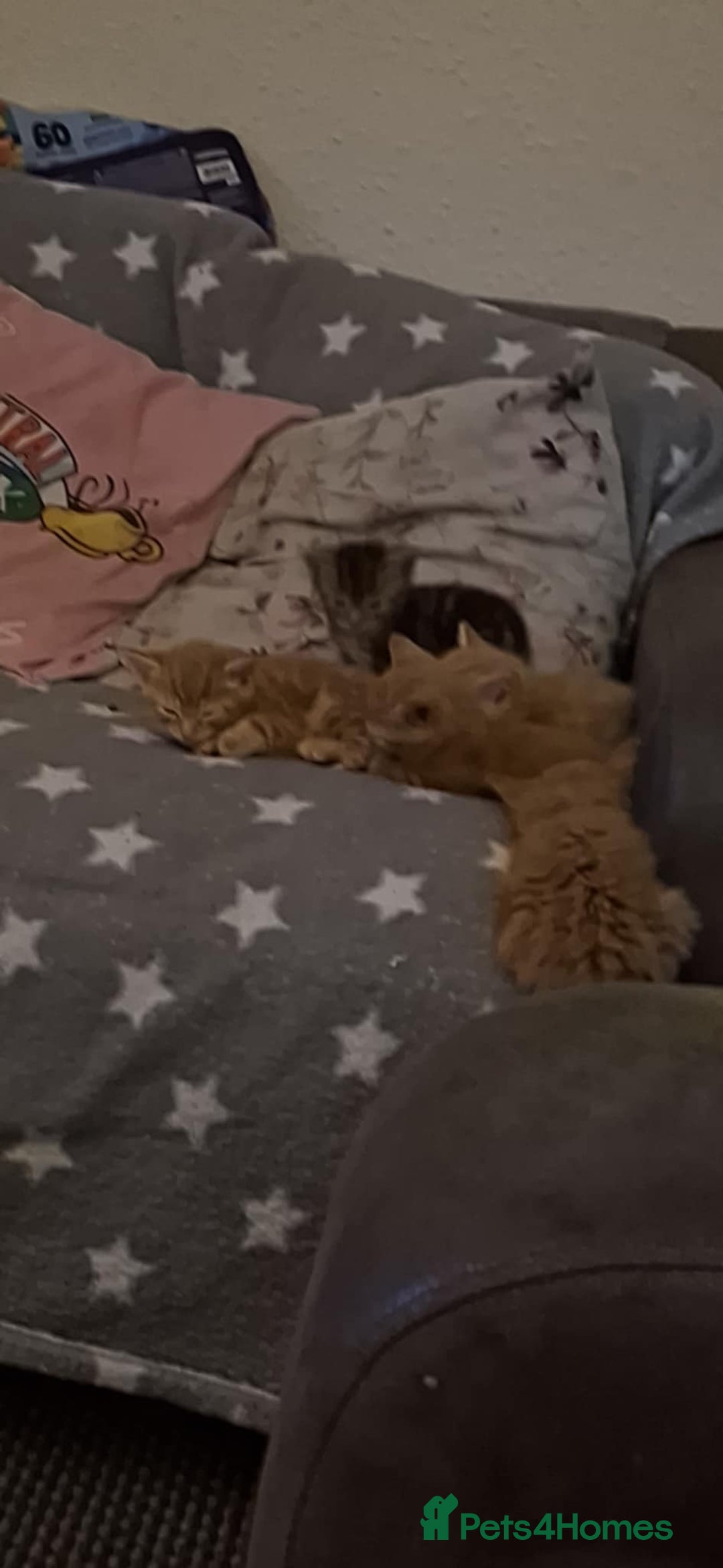 American Shorthair cats for sale: Rare Ginger Female Kittens for sale - Image 2
