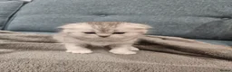 Scottish Fold cats for sale: Stunning Scottish Fold & Scottish Straight Kittens in Peterborough - Advert 11
