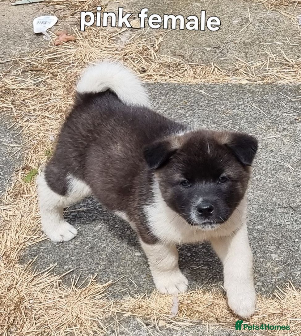 Akita dogs Akita pups - Advert 2