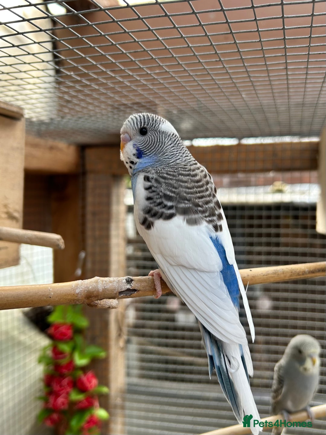 Budgerigars birds for sale: Beautiful Baby Budgies - Image 4