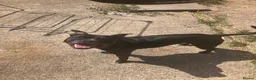 Staffordshire Bull Terrier dogs for sale: A loving boy who needs his forever home  - Advert 5