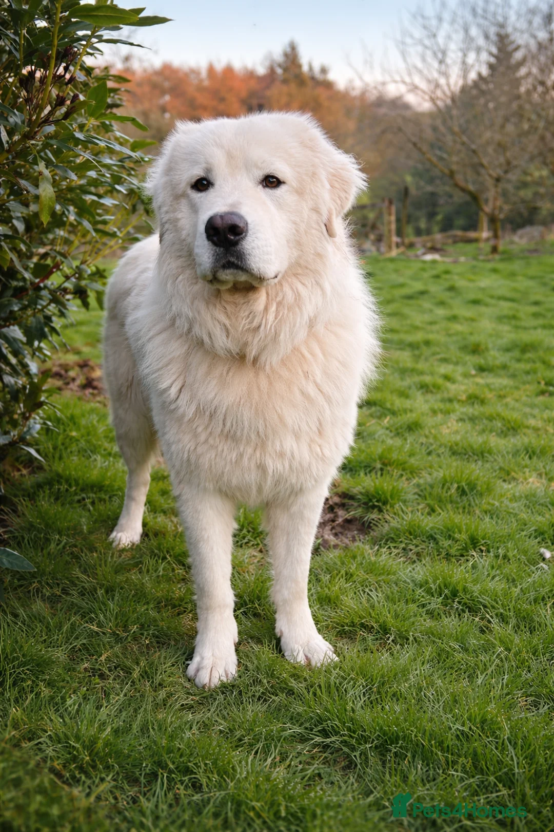 Maremma Sheepdog dogs for sale:  maremma sheepdog litter - Advert 2
