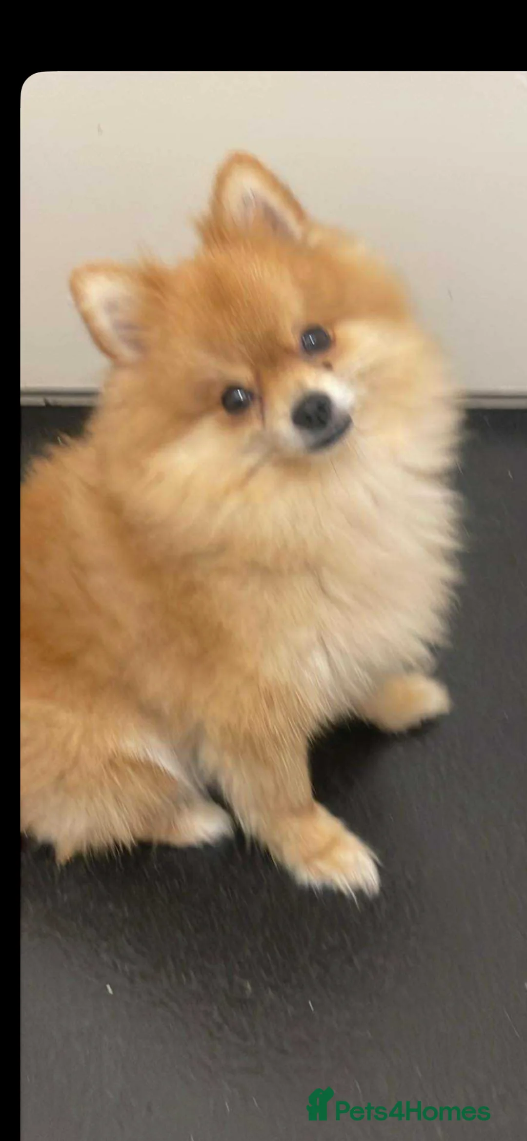 Pomeranian dogs for sale: pomeranian dog for sale  in London - Advert 2
