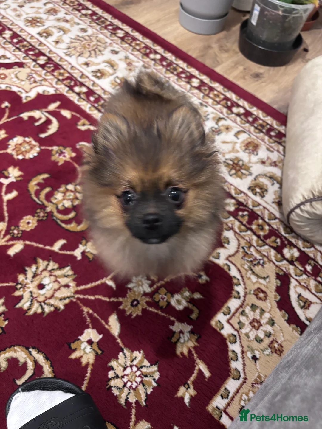 Pomeranian dogs for sale: 🐾 Stunning Male Pomeranian Puppy – £1,750 🐾 - Advert 14