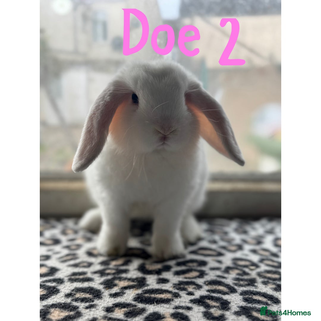 Mini Lop rabbits for sale: Pure breed mini lop male and female  - Image 2