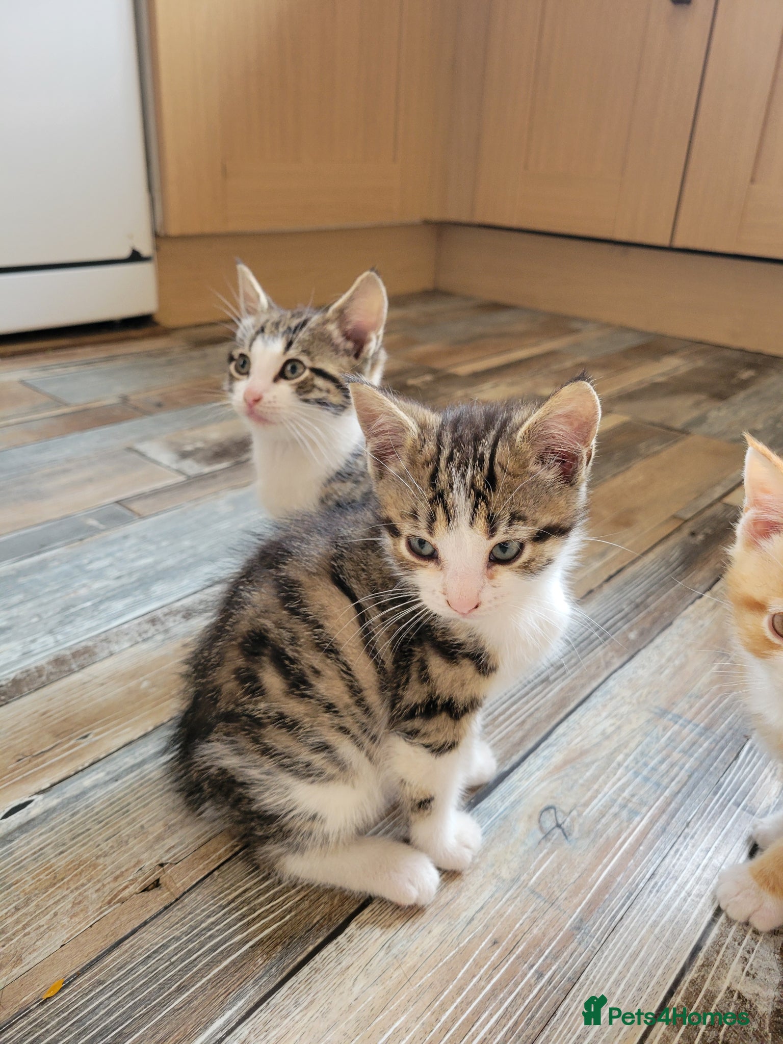 Mixed Breed cats for sale: Very cute kittens - Advert 16