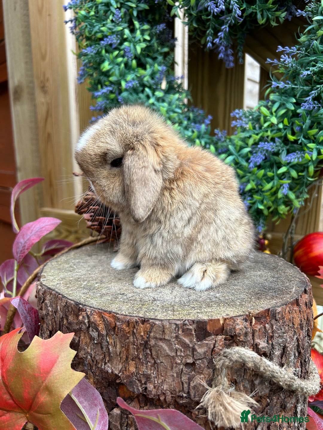 Mini Lop rabbits for sale: ⭐ PEDIGREE MINI LOP BABY BUNNIES ⭐  - Advert 26