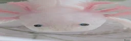 Axolotl reptiles for sale: Juvenile Leucistic Axolotls - Available Now - Advert 5