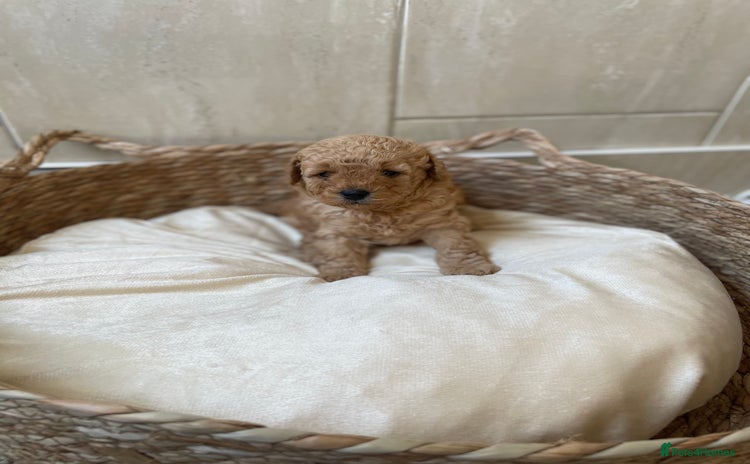 Toy Poodle dogs - Advert 3