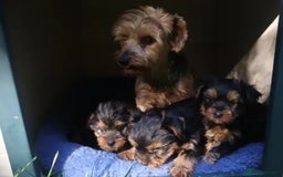 Yorkshire Terrier dogs for sale: Litter Yorkie puppies  - Image 3